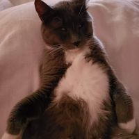 Metcalf 107 Animal Clinic ico