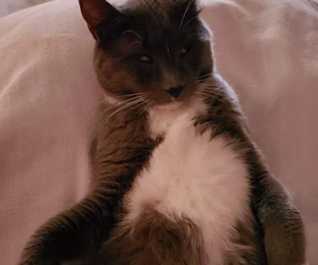 Metcalf 107 Animal Clinic