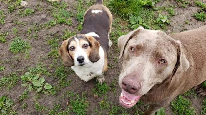Topeka Veterinary Hospital Picture 7