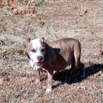 Rossville Veterinary Clinic