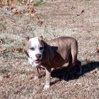 Rossville Veterinary Clinic ico