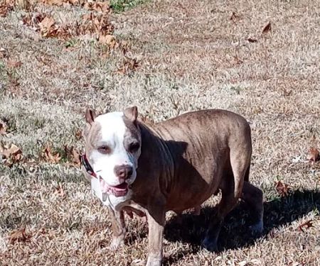 Rossville Veterinary Clinic