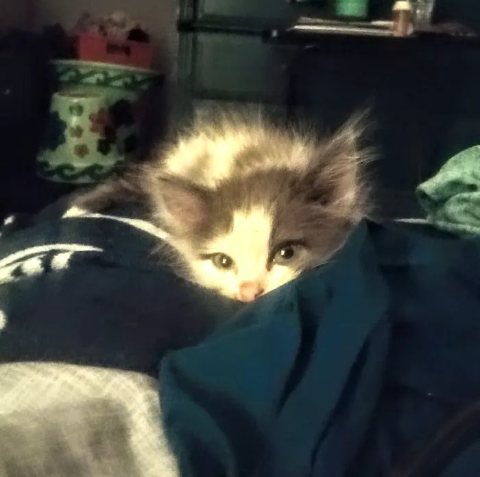 Beuerlein Joe DVM Picture 3