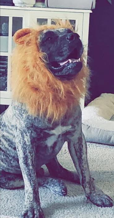 Beuerlein Joe DVM Picture 1