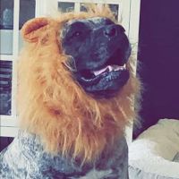 Beuerlein Joe DVM ico