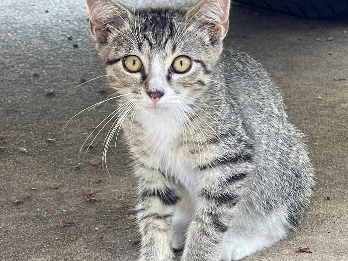 Home Pet Care Veterinary Housecalls Picture 1