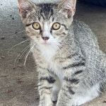 Home Pet Care Veterinary Housecalls