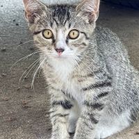 Home Pet Care Veterinary Housecalls ico