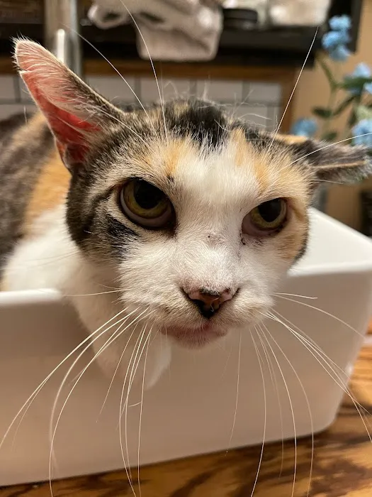 Home Pet Care Veterinary Housecalls Picture 4