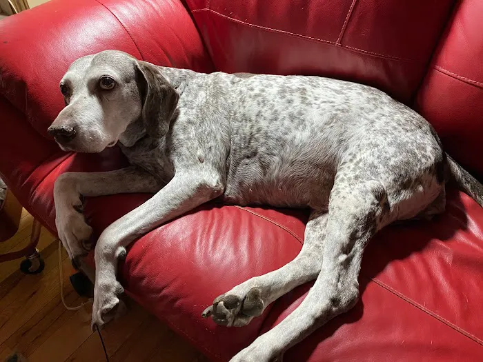 Home Pet Care Veterinary Housecalls Picture 2