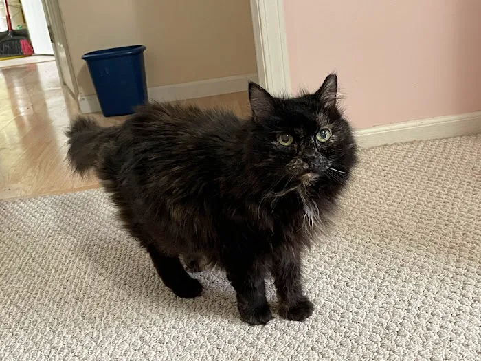 Home Pet Care Veterinary Housecalls Picture 8