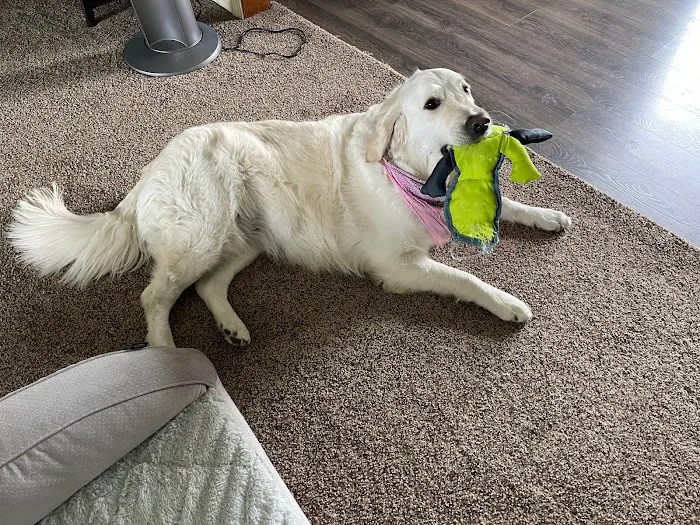 Home Pet Care Veterinary Housecalls Picture 6