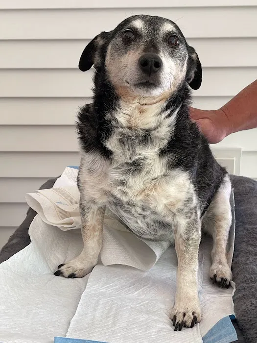 Home Pet Care Veterinary Housecalls Picture 7