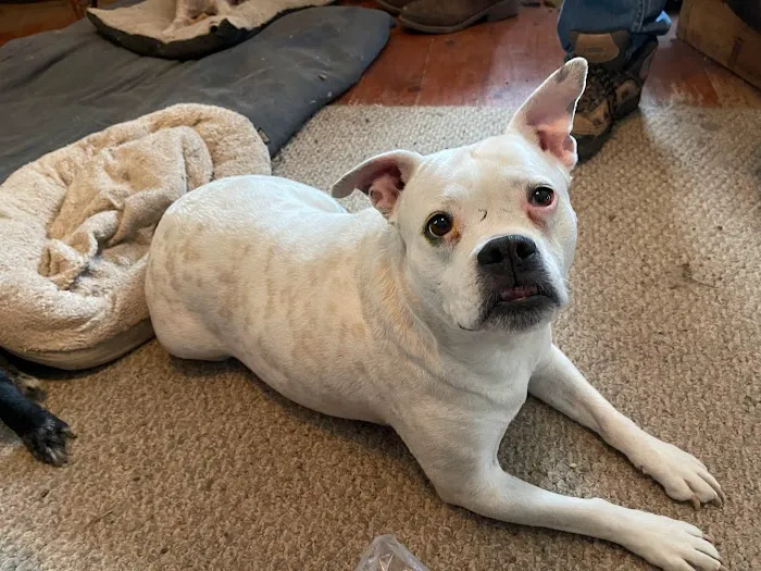 Home Pet Care Veterinary Housecalls Picture 10