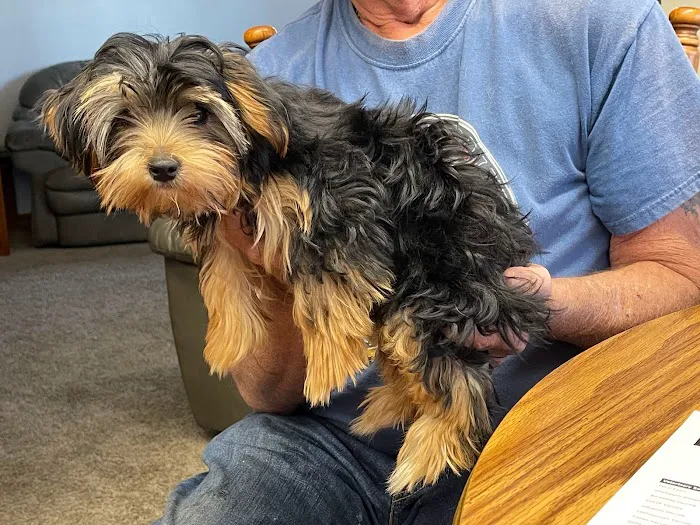 Home Pet Care Veterinary Housecalls Picture 9