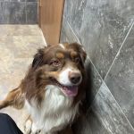 Heartland Veterinary Health Center