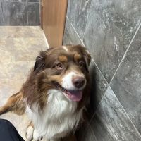 Heartland Veterinary Health Center ico