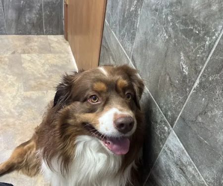 Heartland Veterinary Health Center