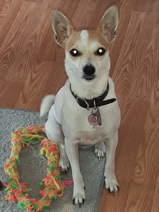 Heartland Veterinary Health Center Picture 6