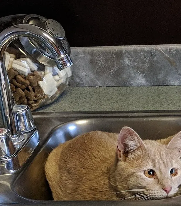 Heartland Veterinary Health Center Picture 5