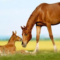 Kansas Center for Equine Reproduction ico