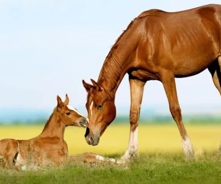 Kansas Center for Equine Reproduction