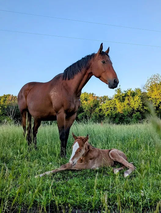 Kansas Center for Equine Reproduction Picture 6