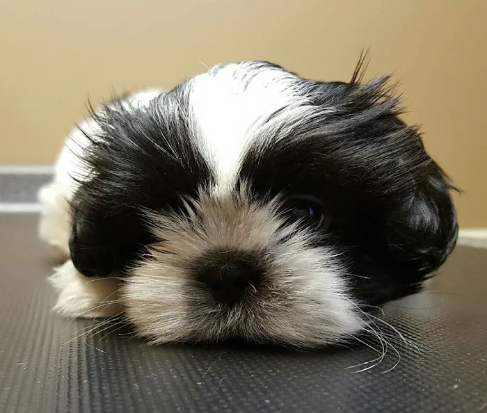 Oxford Animal Hospital, A Thrive Pet Healthcare Partner Picture 4