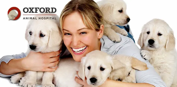 Oxford Animal Hospital, A Thrive Pet Healthcare Partner Picture 2