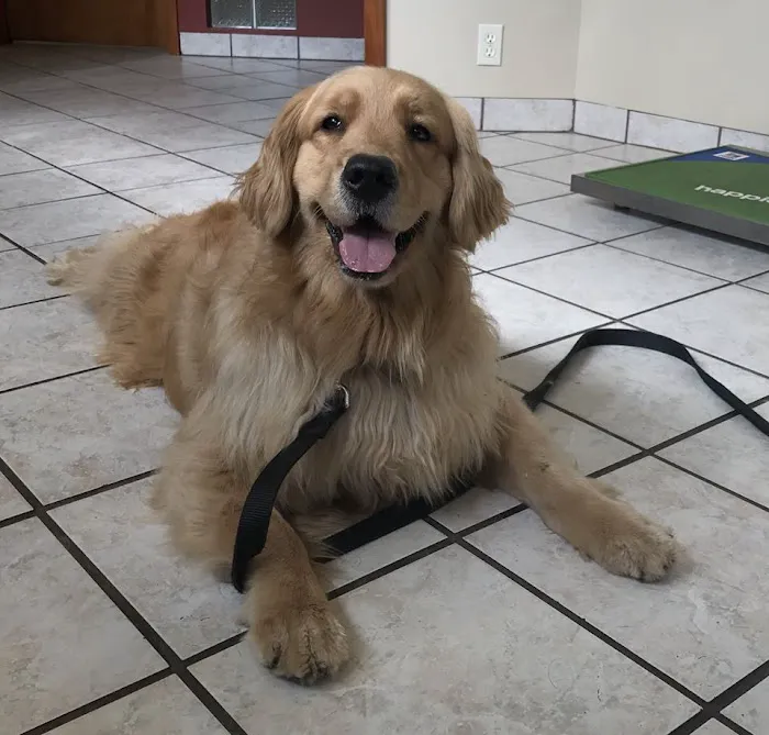 Oxford Animal Hospital, A Thrive Pet Healthcare Partner Picture 1