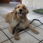 Oxford Animal Hospital, A Thrive Pet Healthcare Partner