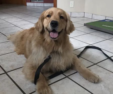 Oxford Animal Hospital, A Thrive Pet Healthcare Partner