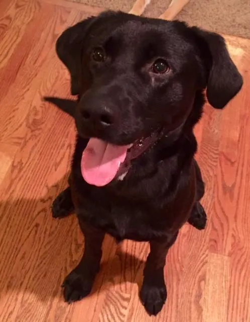 Oxford Animal Hospital, A Thrive Pet Healthcare Partner Picture 6