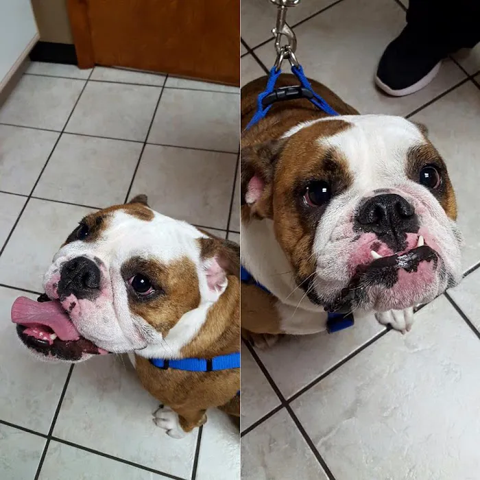 Oxford Animal Hospital, A Thrive Pet Healthcare Partner Picture 7