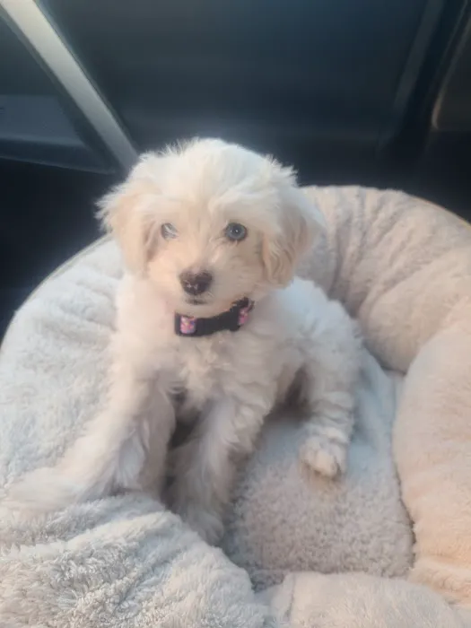 Two Dogs and A Cat Pet Club Picture 5