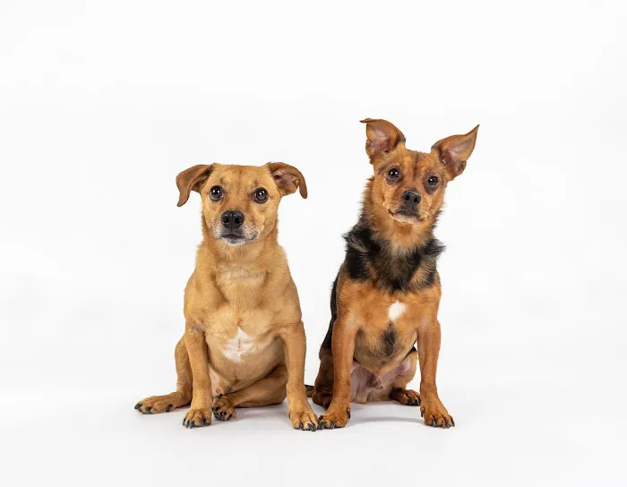 Two Dogs and A Cat Pet Club Picture 4