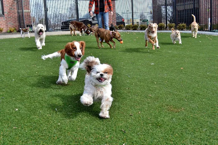 Two Dogs and A Cat Pet Club Picture 6