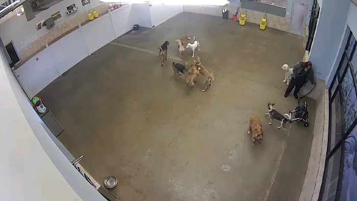 Two Dogs and A Cat Pet Club Picture 1