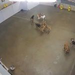 Two Dogs and A Cat Pet Club