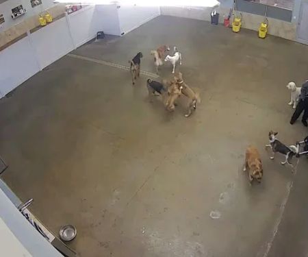 Two Dogs and A Cat Pet Club