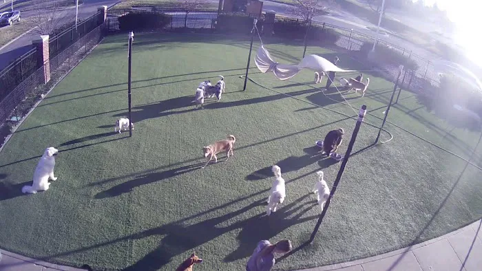 Two Dogs and A Cat Pet Club Picture 2