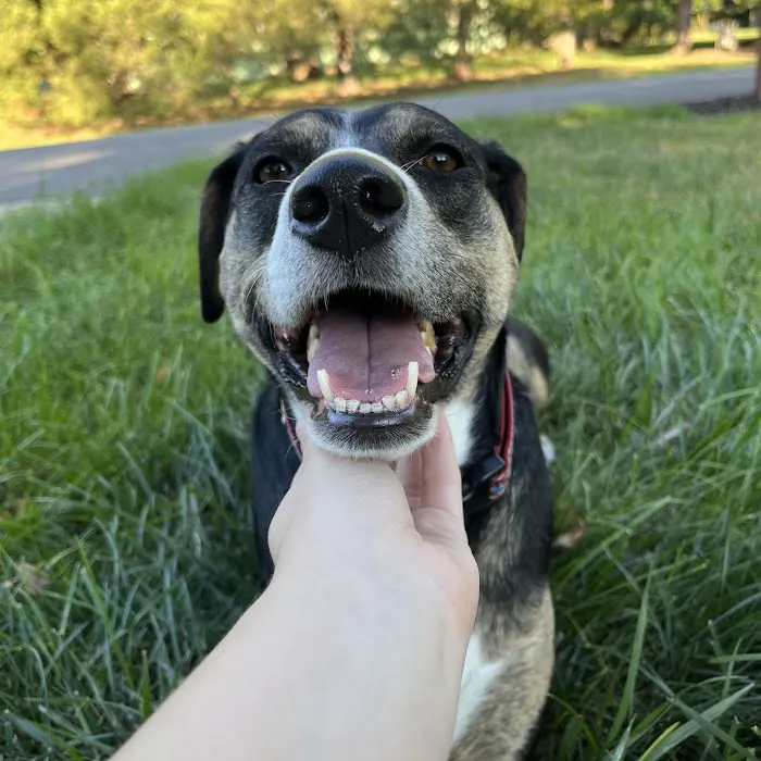 Two Dogs and A Cat Pet Club Picture 7