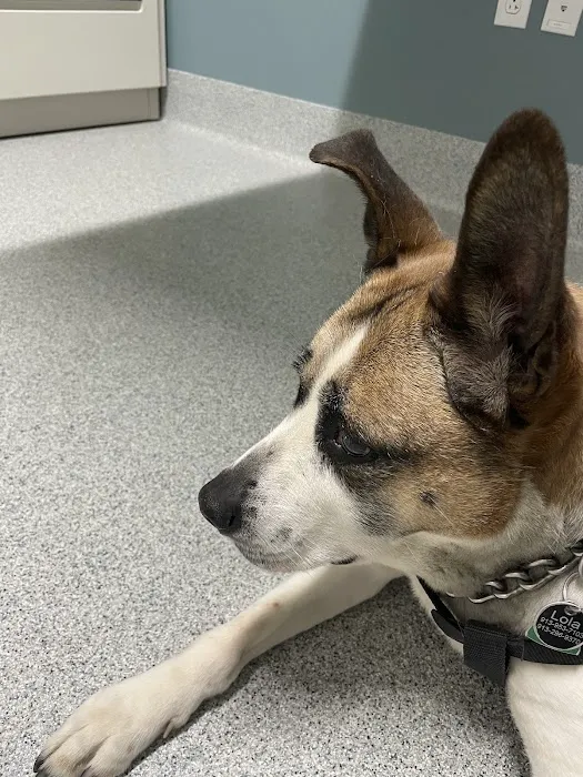 Companion Animal Dentistry Picture 1