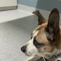 Companion Animal Dentistry ico