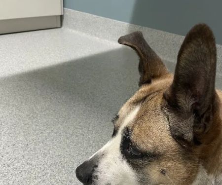 Companion Animal Dentistry