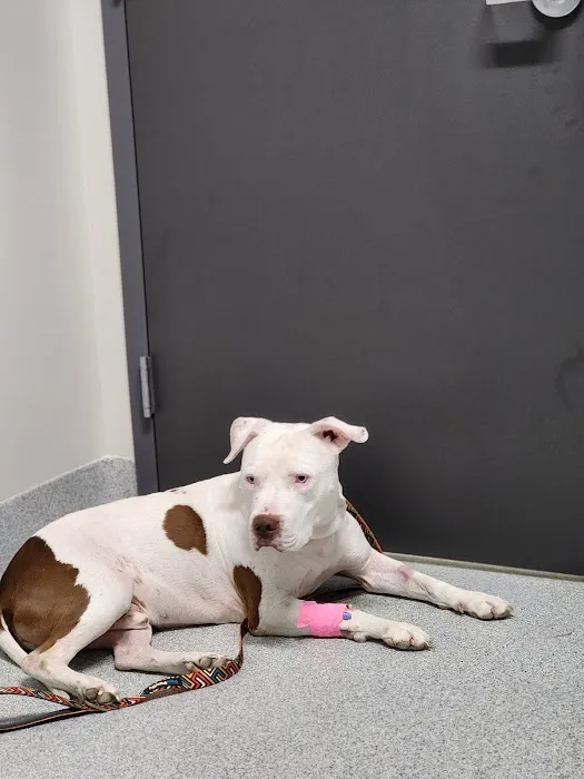 Companion Animal Dentistry Picture 6