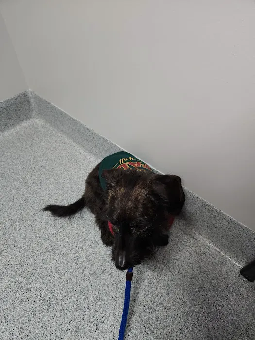 Companion Animal Dentistry Picture 5