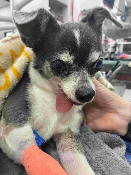 Companion Animal Dentistry Picture 2