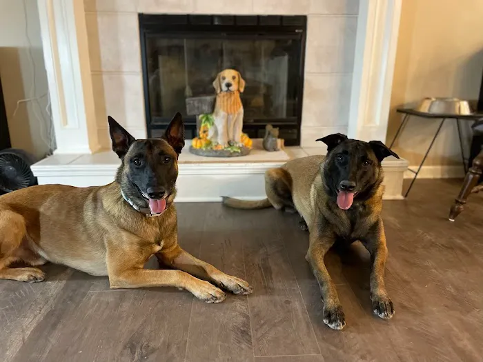 Companion Animal Dentistry Picture 3