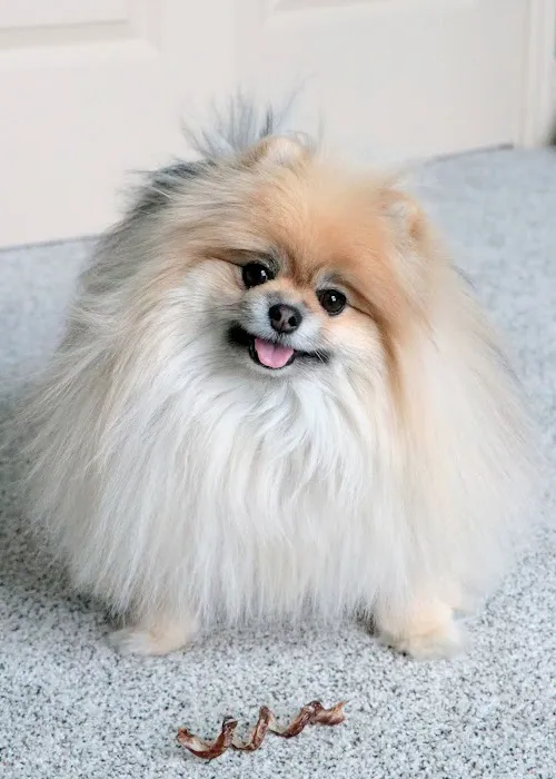 Companion Animal Dentistry Picture 8